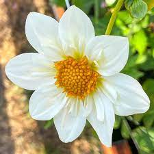 White Collarette Dahlias flower seeds for Planting – Vibrant Colors, Non-GMO, Heirloom Seeds