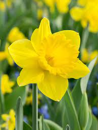 Narcissus Flower Seeds Thick Yellow for Planting, NON GMO Seeds