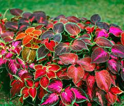 Coleus Wizard Mix. Flower Seeds for Garden Planting - NON GMO Seeds