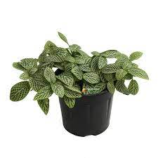 Fittonia Albivenis Seeds â€“ Heirloom, Non-GMO White Nerve Plant Seeds for Indoor Planting for planting in home garden