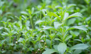 Starleaf Stevia Plant Seeds for Planting-Heirloom & Non-GMO Seeds for planting – Fresh Herb for Your Garden