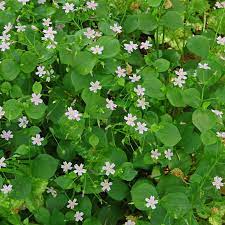 White Claytonia sibirica – Non-GMO Heirloom Flower Seeds for Planting