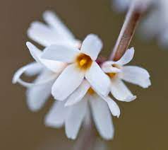 White Forsythia - Abeliophyllum distichum Flower Seeds for Planting - NON GMO Seeds