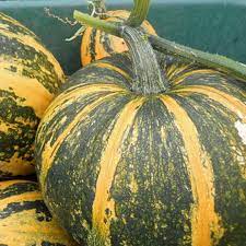 Green Orange Amarillo Pumpkin Cucurbita seeds for garden planting