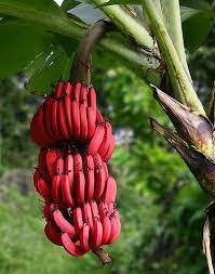 Red Dacca red banana fruit seeds for planting