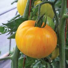 Yellow Pork Chop Tomato Solanum lycopersicum seeds for planting