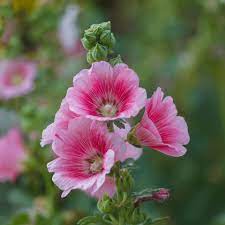 Baby Pink Hollyhock Flower Planting Seeds for Garden NON GMO Seeds