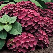 Heirloom Non-GMO Burgundy Hydrangea Flower Seeds for Planting – Vibrant Garden Blooms seeds for planting in home garden