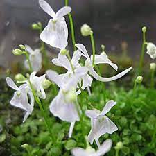 Utricularia Sandersonii Flower Seeds for Planting - Heirloom, NON-GMO Seeds for Garden Growth for planting in home garden