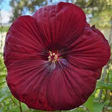 Heirloom Non-GMO Maroon Hibiscus Flower Seeds ƒ?? Rich Tropical Blooms for Garden Planting