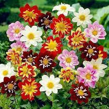 Collarette Dahlias Mix flower seeds for planting - Heirloom and Non-GMO garden seeds