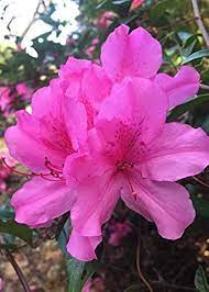Pink Rhododendron Flower Seeds - 100 pcs for planting in your garden.