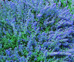 Blue Catmint Plant Seeds for Planting-Fragrant Herb Gardens and Decor Scientific Name Placeholder for planting in home garden