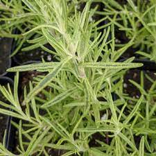 Golden Rn Rosemary Plant Seeds for Planting-Heirloom & Non-GMO Seeds for planting Scientific Name Placeholder for planting in home garden
