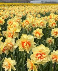 Light Yellow Daffodil Flower Seeds for Planting â€“ Non-GMO, Heirloom Quality
