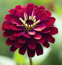 Burgundy Zinnia Flower Seeds for Planting ƒ?? Vibrant, Non-GMO, Heirloom Garden Seed for planting in your garden.