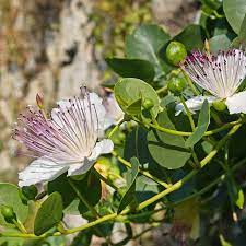 Capparis Flower Seeds for Planting - NON GMO Seeds
