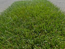 Classic Kentucky Bluegrass Seed