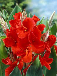 Red Canna Lily Flower Seeds for Planting - Heirloom and Non-GMO Garden Seeds
