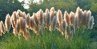 Peach Pampas Grass Seed
