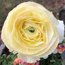 Ranunculus Friandine Lemon Flower Seeds for Planting - Heirloom & Non-GMO garden seeds