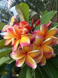 Peach Frangipani Flower Seeds for Planting - NON GMO Seeds