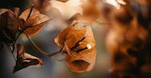 Brown Bougainvillea Flower Seeds for Planting - Heirloom & Non-GMO Garden Seeds