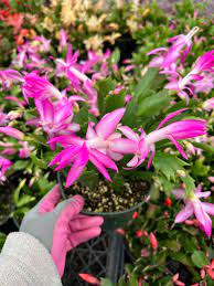 Heirloom Non-GMO Purple Schlumbergera Flower Seeds for Planting – Christmas Cactus Indoor Blooms