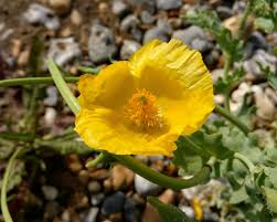 Heirloom Glaucium Flavum Flower Seeds for Planting, Non-GMO