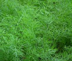 Heirloom Non-GMO Anethum Graveolens Seeds for Planting – Aromatic Green Dill Herb for Culinary and Medicinal Use