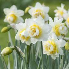 Daffodil Flower Seeds for Planting ƒ?? White & Yellow Blooms, Heirloom, Non-GMO Seeds