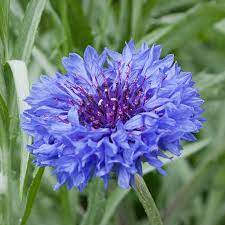Blue Cornflower Seeds for Planting - Heirloom and Non-GMO Garden Seeds, Beautiful Blooms