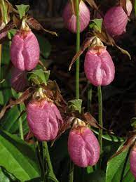 Pink Cypripedium Acaule Flower Seeds for Planting - NON GMO Seeds