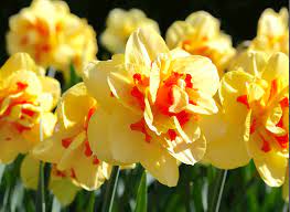 Light Yellow Daffodil Flower Seeds for Planting â€“ Non-GMO, Heirloom Quality