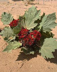 Glossostemon bruguieri or Moghat Seeds for Planting – Heirloom Non-GMO