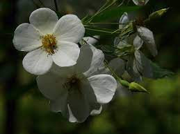 Brunonii Flower Seeds for Planting – Heirloom, Non-GMO, Vibrant Blooms for Your Garden