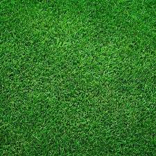 Zoysia Meyer Grass Seed - Premium Turf for Lush, Low-Maintenance Lawns