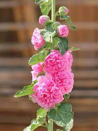 Baby Pink Hollyhock Flower Planting Seeds for Garden NON GMO Seeds