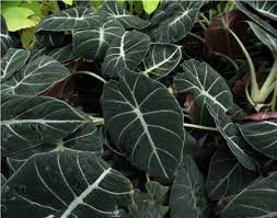 Black Caladium Flower Seeds for Planting -NON GMO Seeds