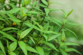 Green Vietnamese Coriander Plant Seeds for Planting- Culinary Gardens – Fresh Herb for Your Garden