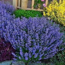 Persian Catmint (Nepeta mussinii) Plant Seeds for Herbal Use and Garden Growth – Fresh Herb for Your Garden