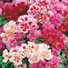 Monarch Mix Godetia Grandiflora Seeds – Organic, Heirloom, Non-GMO Flower Seeds