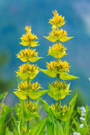 Yellow Gentian Flower Seeds for Planting - NON GMO Seeds