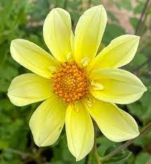 Yellow Collarette Dahlias flower seeds for Planting – Vibrant Colors, Non-GMO, Heirloom Seeds