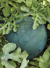 Bush Sugar Baby Watermelon Fruit Seeds for Planting - Sweet, Small Watermelon Harvests 100 Pcs pcs