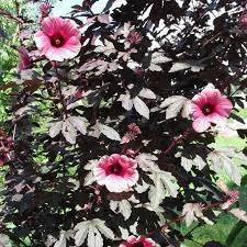 Hibiscus Acetosella Flower Seeds for Planting â€“ Hierloom & Non-GMO Garden Seeds