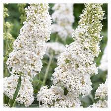 White Butterfly Bush Buddleia Davidii Seeds for Planting – Attract Pollinators, Non-GMO