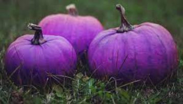 Purple Pumpkin Vegetable Seeds for Planting – Non-GMO, Heirloom Seeds for Your Garden