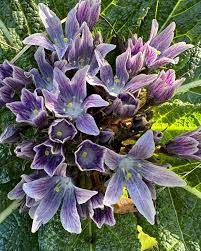 Mandrake Flower Seeds for Planting - 100 pcs
