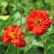 Geum Rossii Flower Seeds – Heirloom Non-GMO Seeds for Alpine and Cold-Climate Garden Planting